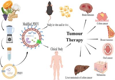 A mini-review: Advances in plant-derived extracellular vesicles as nano-delivery systems for tumour therapy